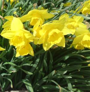 CyranoWriter Sends Daffodils