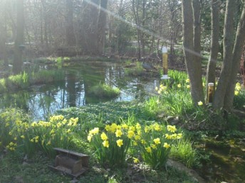 Daffodils by a Wisconsin pond