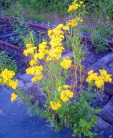 Wildflowers: Goldenrods on abandoned railroad tracks