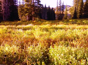 Fall wildflower glow in the sunset at Alta, Utah's Albion basin