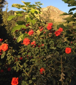 Desert rose blossoms in Red Butte Garden, Salt Lake City, Utah