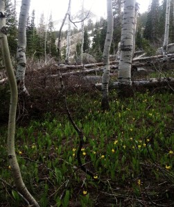 Yellow Columbines in an aspen grove