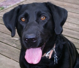 Pansy, my dad's black lab. "I wish I was half the man my dog thinks I am".