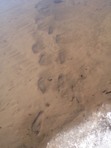 Footprints in the river bottom mud, January, Sandy Beach, Utah Lake