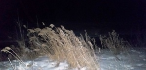 Frosted marsh grass along the Spanish Fork River mouth at Sandy Beach, Utah Lake, Jan. 2016