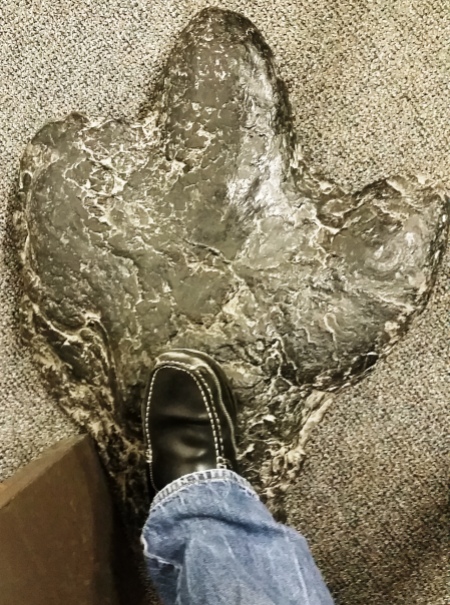 Duck-billed dinosaur footprint and my shoe, BYU Museum of Paleontology Jan. 2016