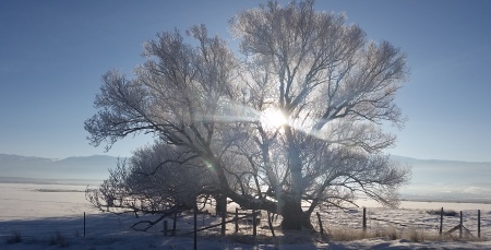 Cold Sanpete County frosted cottonwood sunrise
