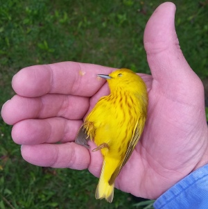 Dead goldfinch in the palm of my hand, Lake Winneconne, May, 2016