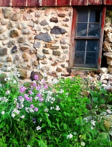Purple wildflowers next to an old Wisconsin rock barn, Town of Winneconne, WI - June, 2016