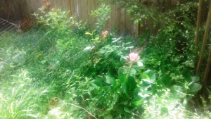 Temple rose and apple tree before my garden was tilled