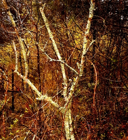 Lichen on privet brush, Chickamauga Georgia March 2018 -- cut away the underbrush