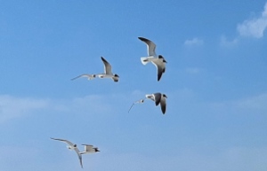 Gulls in flight, St. George Island, FL, April 2018