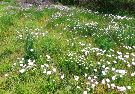 A backyard of daisies, poppies and other wildflowers, NW Georgia, May 2018